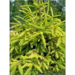 Picea abies Końca - Świerk pospolity Końca C3 20-40cm xxxy