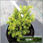 Picea abies Little Gem - Świerk pospolity Little Gem FOTO