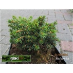 Picea abies Little Gem - Świerk pospolity Little Gem FOTO