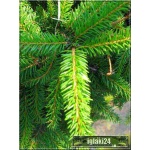 Picea abies Nidiformis - Świerk pospolity Nidiformis FOTO