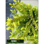 Picea abies Nidiformis - Świerk pospolity Nidiformis FOTO