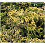 Picea abies Vermont Gold - Świerk pospolity Vermont Gold FOTO