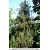 Picea abies Virgata - Świerk pospolity Virgata FOTO