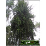 Picea abies Virgata - Świerk pospolity Virgata FOTO