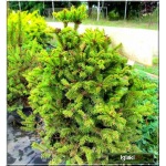 Picea abies Will\'s Zwerg - Świerk pospolity Will\'s Zwerg FOTO