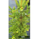 Picea abies Will\'s Zwerg - Świerk pospolity Will\'s Zwerg C2 20-30cm 