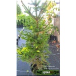 Picea abies Will\'s Zwerg - Świerk pospolity Will\'s Zwerg FOTO
