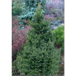 Picea abies Will\'s Zwerg - Świerk pospolity Will\'s Zwerg C2 20-30cm 