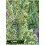 Picea glauca Conica - Świerk biały Conica FOTO