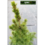 Picea glauca Conica - Świerk biały Conica C2 20-40cm