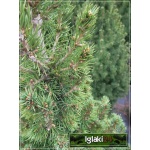 Picea glauca Conica - Świerk biały Conica FOTO
