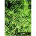 Picea glauca Conica - Świerk biały Conica C2 20-40cm