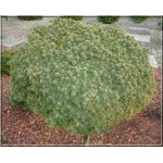 Picea glauca Echiniformis - Świerk biały Echiniformis PA FOTO