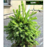 Picea glauca Echiniformis - Świerk biały Echiniformis C2 10-20x15-20cm