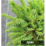 Picea glauca Echiniformis - Świerk biały Echiniformis C2 10-20x15-20cm