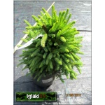 Picea glauca Echiniformis - Świerk biały Echiniformis FOTO xxx (2)