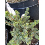 Picea glauca Echiniformis - Świerk biały Echiniformis FOTO xxx (2)