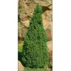 Picea glauca Laurin - Świerk biały Laurin FOTO