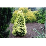 Picea glauca Maigold - Świerk biały Maigold FOTO