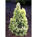 Picea glauca Maigold - Świerk biały Maigold FOTO