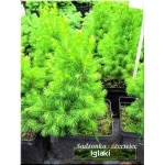 Picea glauca Rainbow\'s End - Świerk biały Rainbow\'s End FOTO