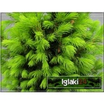 Picea glauca Rainbow\'s End - Świerk biały Rainbow\'s End C7,5 60-80cm