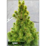 Picea glauca Rainbow\'s End - Świerk biały Rainbow\'s End C7,5 60-80cm