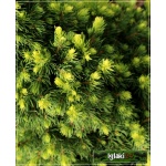 Picea glauca Rainbow\'s End - Świerk biały Rainbow\'s End FOTO