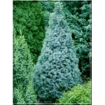Picea glauca Sander\'s Blue - Świerk biały Sander\'s Blue FOTO
