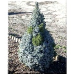 Picea glauca Sander\'s Blue - Świerk biały Sander\'s Blue FOTO