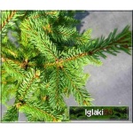 Picea meyeri - Świerk Meyera FOTO 
