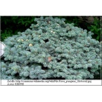 Picea pungens Glauca Globosa - Świerk kłujący Glauca Globosa szczep. bryła 60-80cm