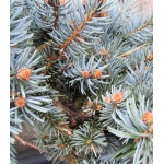 Picea pungens Glauca Globosa - Świerk kłujący Glauca Globosa szczep. C3 30-40cm