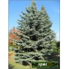 Picea pungens Glauca - Świerk kłujący Srebrny C7,5 40-60cm xxxy