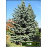 Picea pungens Glauca - Świerk kłujący Srebrny C7,5 40-60cm xxxy