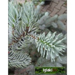 Picea pungens Hoopsii - Świerk kłujący Hoopsii szczep. C_15 80-100cm