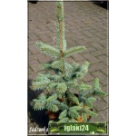 Picea pungens Hoopsii - Świerk kłujący Hoopsii szczep. C_15 80-100cm