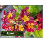 Primula elatior - Pierwiosnek wyniosły - wys. 20, kw 4/6 FOTO