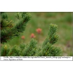 Pinus Aristata - Sosna ościasta FOTO 