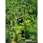 Pinus Aristata - Sosna ościasta FOTO 