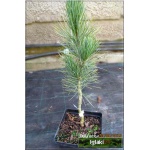 Pinus cembra Compacta Glauca - Sosna limba Compacta Glauca szczep. FOTO
