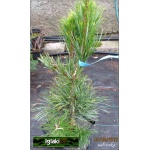 Pinus cembra Compacta Glauca - Sosna limba Compacta Glauca szczep. FOTO
