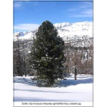 Pinus cembra - Sosna limba FOTO