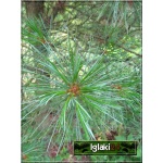 Pinus cembra - Sosna limba bryła _120-140cm 