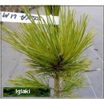 Pinus cembra - Sosna limba bryła _120-140cm 