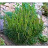 Pinus densiflora Alice Verkade - Sosna gęstokwiatowa Alice Verkade FOTO