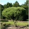 Pinus densiflora Umbraculifera - Sosna gęstokwiatowa Umbraculifera szczep. FOTO
