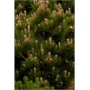 Pinus heldreichii Compact Gem - Pinus leucodermis Compact Gem - Sosna bośniacka Compact Gem szczep. FOTO