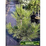 Pinus heldreichii Compact Gem - Pinus leucodermis Compact Gem - Sosna bośniacka Compact Gem szczep. bryła 80-100cm