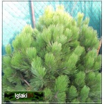 Pinus heldreichii Compact Gem - Pinus leucodermis Compact Gem - Sosna bośniacka Compact Gem szczep. bryła 80-100cm